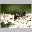 Ectemnius rubicola - Grabwespe 01e 10mm Paarung - Niedringhaussee - Waldrand.jpg